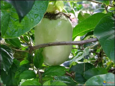 La barbadine est le plus gros des fruits de la passion !