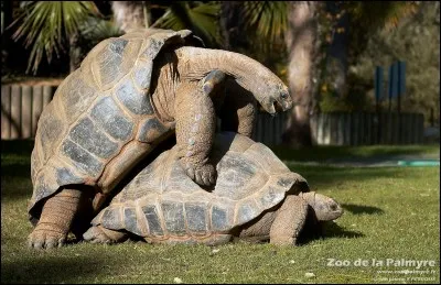 Les tortues géantes terrestres peuvent vivre plus de 100 ans !
