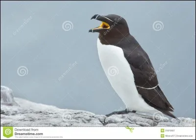 Cet oiseau est un pingouin !