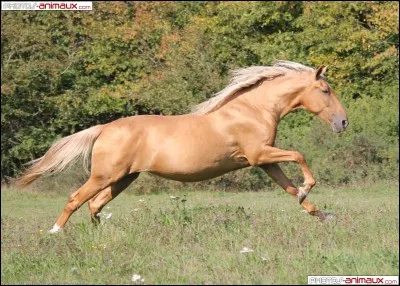 De quelle couleur est la robe d'un cheval palomino ?