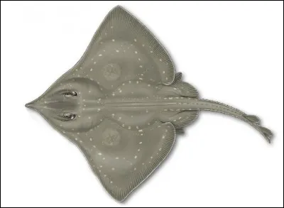 Cette espèce peut atteindre 2,85 m pour 100 kg.