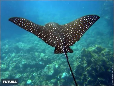 Sa tête, très aplatie, s'apparente un peu à un bec de canard.