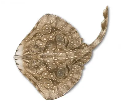 La particularité de sa robe est son dessin marbré, évoquant un peu l'art tribal.