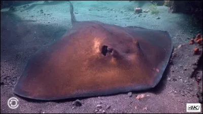 Cette espèce est venimeuse et dangereuse.