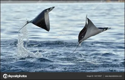 Aussi appelées raies volantes grâce à leur capacité de sauter jusqu'à 2 mètres au-dessus de la surface de la mer.