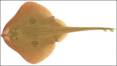 On la connaît également localement sous les noms de raie soleil, raie coucou et raie pissouse.