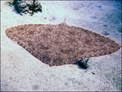 Cette espèce est considérée comme étant en danger critique d'extinction.