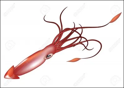 De quoi le calmar géant se nourrit-il ?