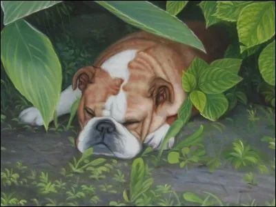 Comment sont les tropiques pour Claude Levi-Strauss ?