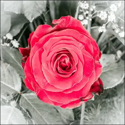 En cuisine, on utilise des ustensiles du genre spatule et désignés par l'appellation Colette.