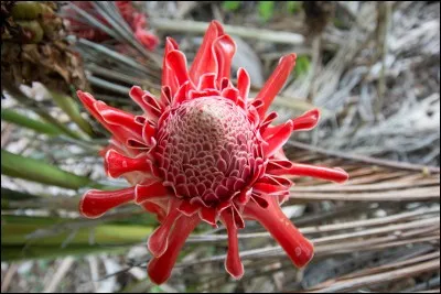 Est-ce que Martine Delors et Martine la fillette de la célèbre série écrite par Marlier et Delaye ont pu se rencontrer ?