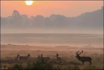 Où, par rapport à Londres, est situé ce beau parc nommé Richmond ?