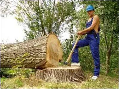 En automne, il y a une grosse activitée en forêt : les bûcherons fendent dix bois par jour et des veilleurs regardent les forestiers qui boisent.