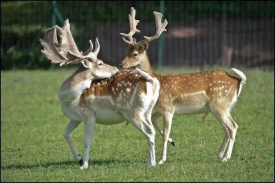 Bête à bois, certains sont prêts à tout pour avoir sa peau.