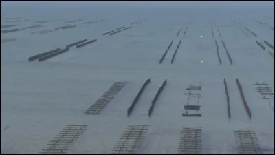 C comme conchyliculture : qu'est-ce que la conchyliculture ?