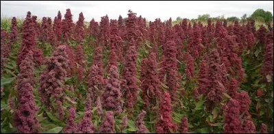 C comme céréales. Certaines plantes dont on consomme les graines plus ou moins à la manière des céréales, sont appelées pseudo-céréales, car, contrairement aux vraies céréales, ce ne sont pas des graminées. Parmi ces plantes, laquelle est une pseudo-céréale ?
