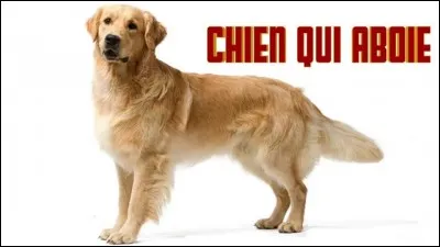 Aboierais-tu souvent si tu étais un chien ?