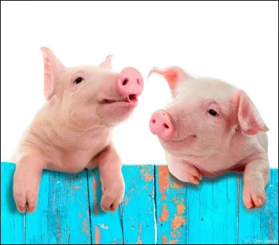 Comment dit-on "cochon" en anglais ?
