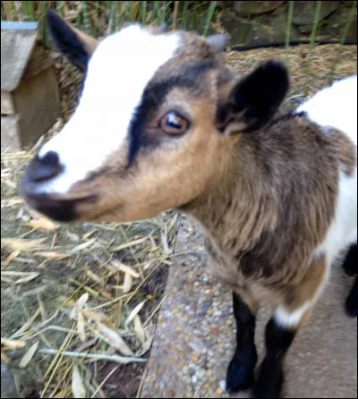 Comment dit-on "chèvre" en anglais ?