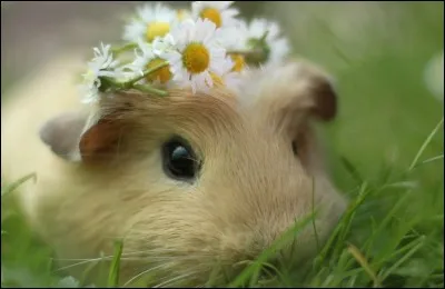 Le cochon d'Inde est autrement appelé :