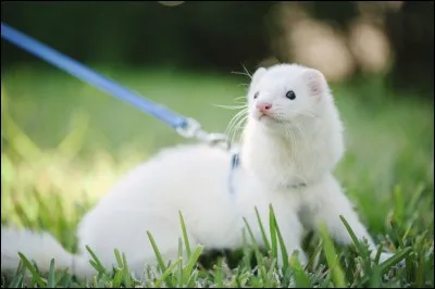 Quelle est l'espérance de vie d'un furet ?