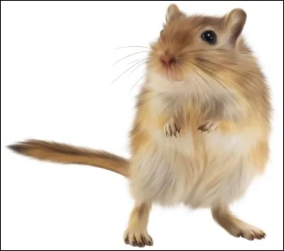 La gerbille est-elle un animal de compagnie ?