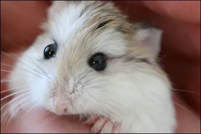 Quand le hamster se réveille-t-il ?
