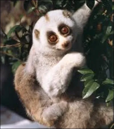 Trouves-tu que cet animal est mignon ?