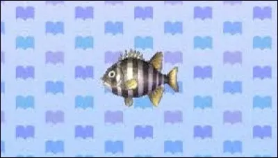 Comment s'appelle ce poisson ?