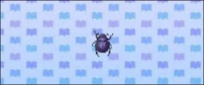 Comment s'appelle cet insecte ?