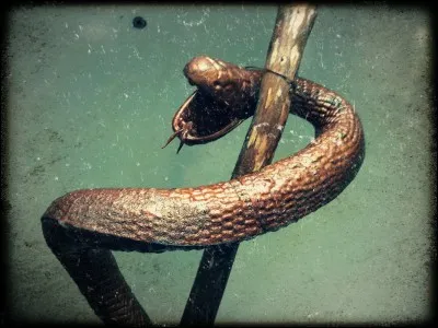 Quel est ce sceptre élevé par Moïse dans le désert pour guérir les israélites des piqûres des serpents venimeux ?