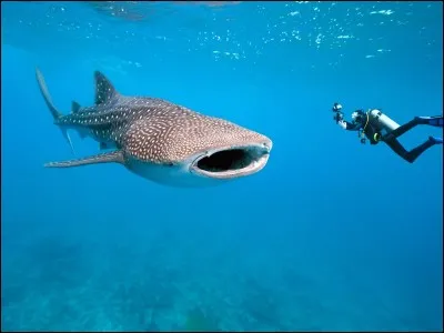 Quel est cet animal ?