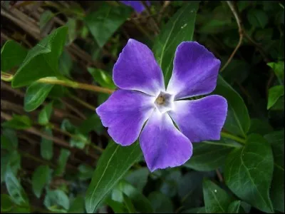 Pour permettre à ce quiz d'avoir un peu plus de gaieté, dites-moi le nom de cette fleur bleue ?