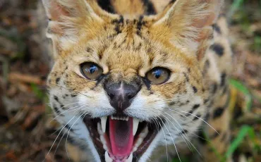Quiz Savane