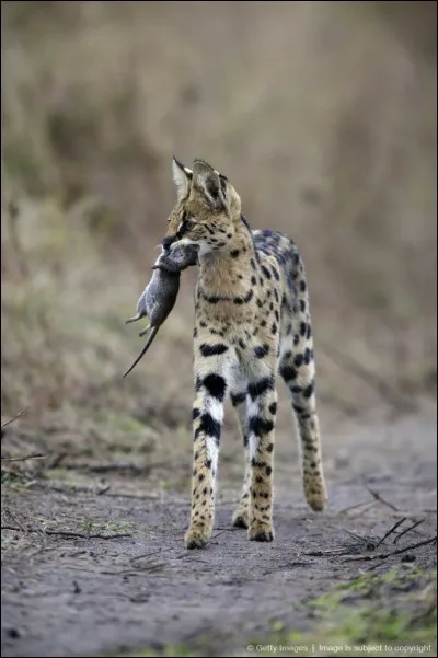 De quoi se nourrit-il ?