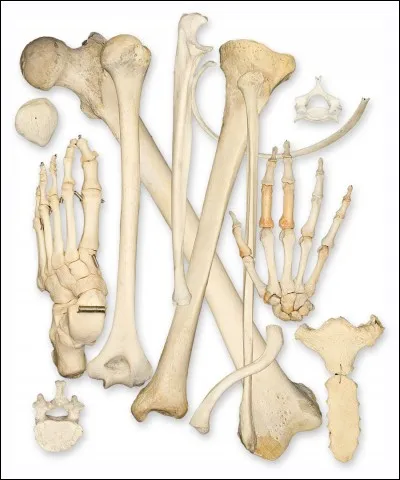 Mange-t-il les grands os ?