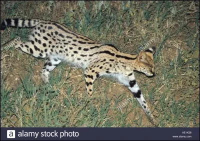 Jusqu'à combien de km/h peut-il courir ?