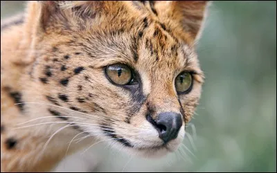 Combien de temps peut-il attendre, les yeux fermés, pour écouter les alentours ?