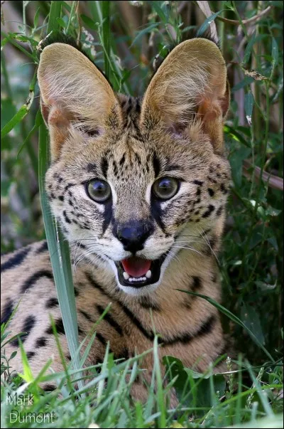 Combien de temps sa gestation dure-t-elle ?