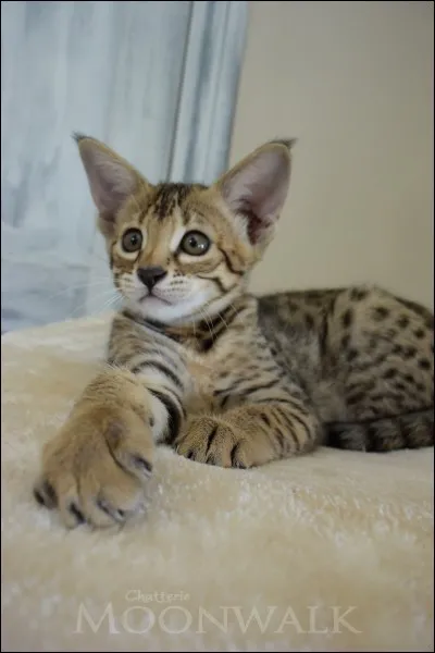 Quel chat est issu d'un croisement entre un serval et un chat ?