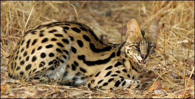 Quel est le nom scientifique actuel du serval ?