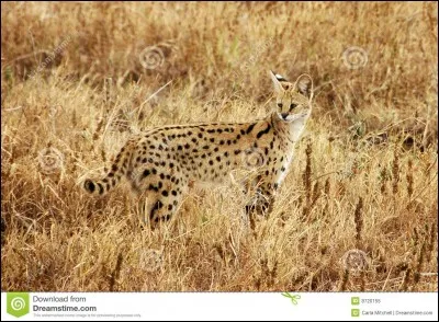 Combien de fois par jour peut-il uriner pour marquer son territoire ?