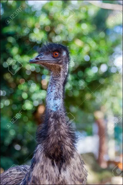 L'émeu est l'oiseau national de l'Australie.