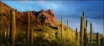 Phoenix est la capitale de l'Arizona.