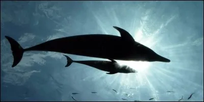 Combien de temps dure la gestation du dauphin ?