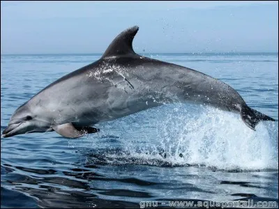 À quelle vitesse peut nager un dauphin ?