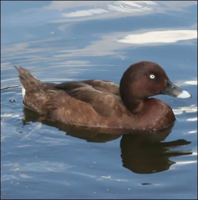 Le célèbre humoriste, dialoguiste, auteur de pièces de théâtre, acteur et réalisateur Robert Lamoureux, avait un sketch à grand succès, qui parlait de façon récurrente d'un canard qui était... ?