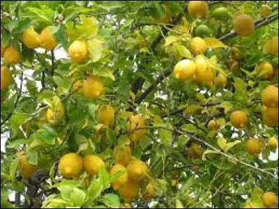 Quel pays est le plus gros producteur de citrons au monde ?