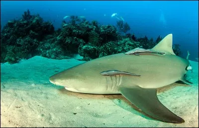 D'où le requin-citron tient-il son nom ?