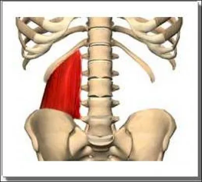Quel nom spécifique désigne les deux dernières paires de côtes ?